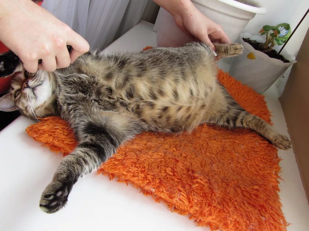 Живот котенка. У котят большие животики.