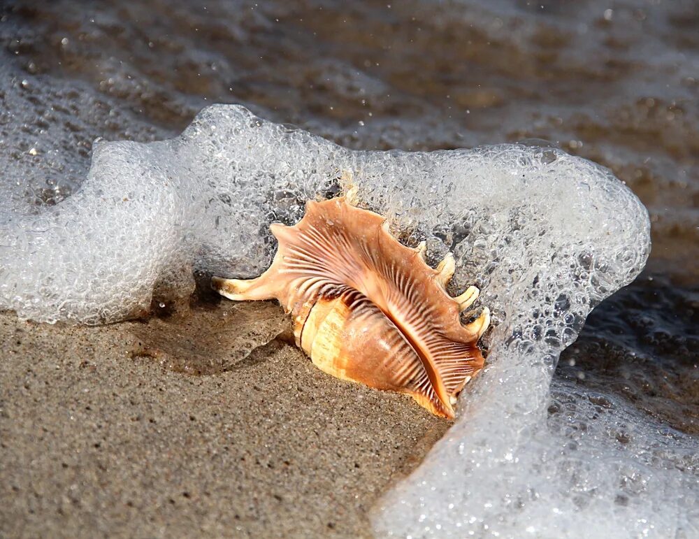 ракушки на берегу моря. ракушка с жемчужиной. море пляж. ракушки морские. ракушки средиземного моря.