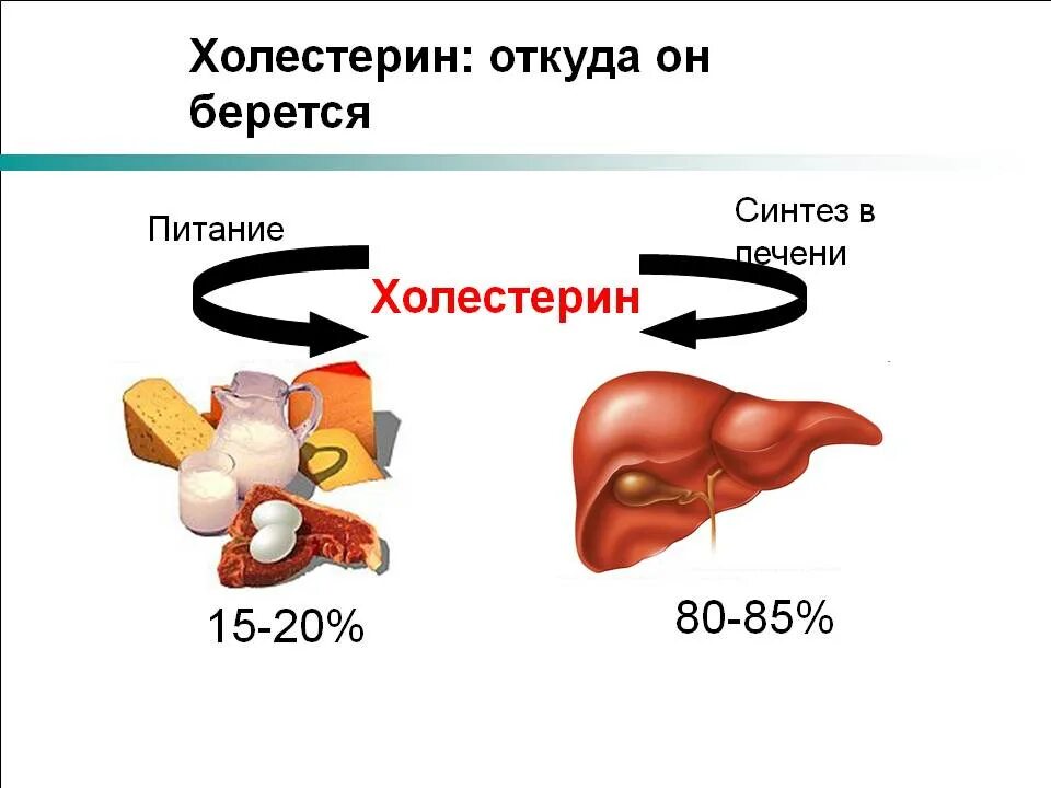 Влияние холестерина в крови. Холестерин. Откуда берется холестерин. Где вырабатывается холестерин. Откуда холестерин в организме.