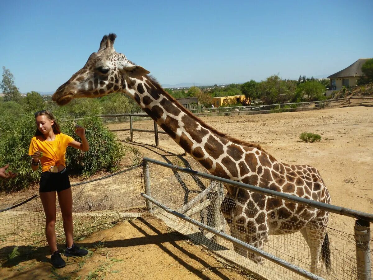 Знаменитый зоопарк. Зоопарк фригия тунис. фригия тунис зоопарк фламинго. зоопарк фригия тунис животные. зоопарк фригия (г. хаммамет).