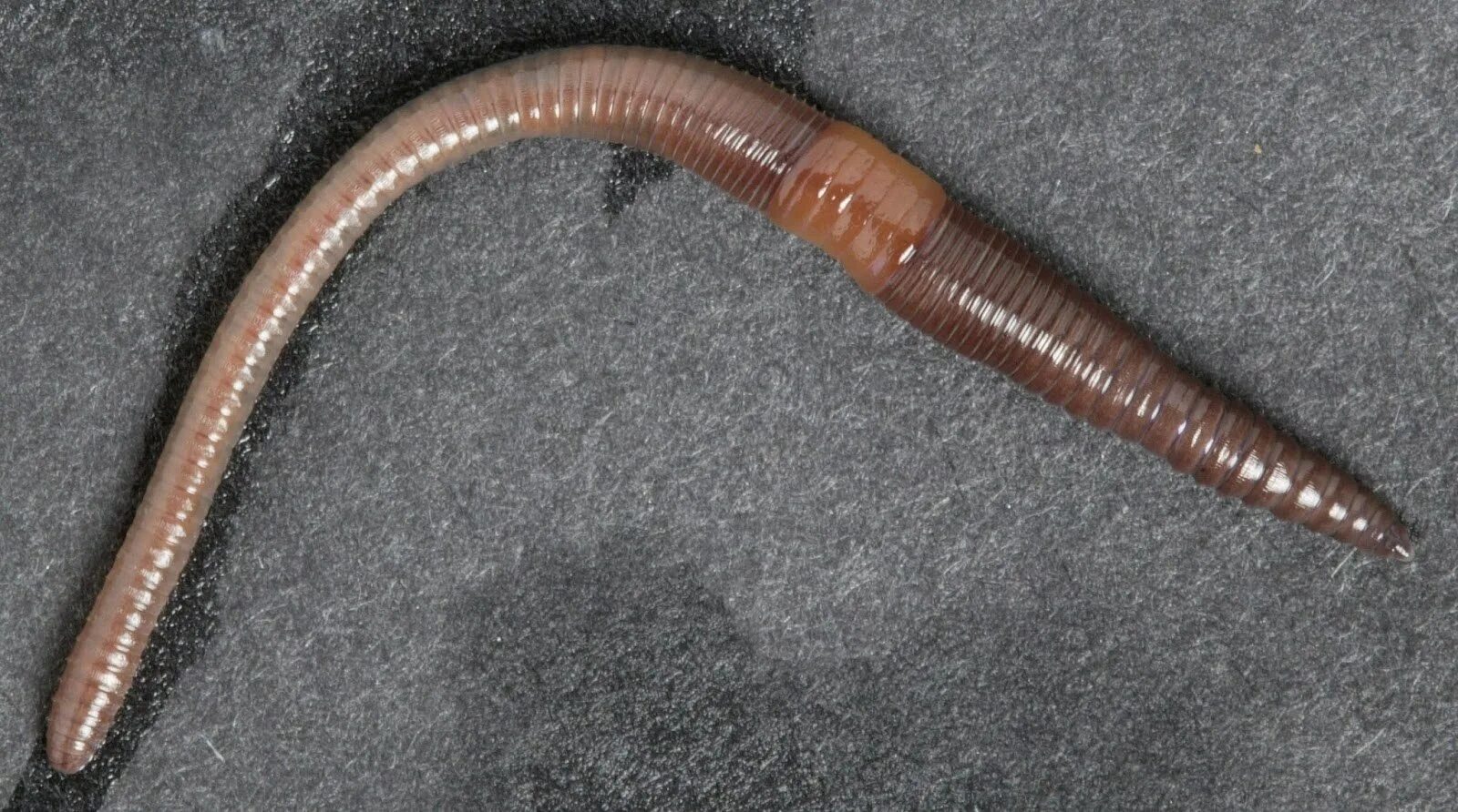 Червь Земляной (Lumbricus terrestris). Lumbricus terrestris обыкновенный дождевой червь. Кольчатые черви личинки. Выползок малый – Lumbricus rubellus.