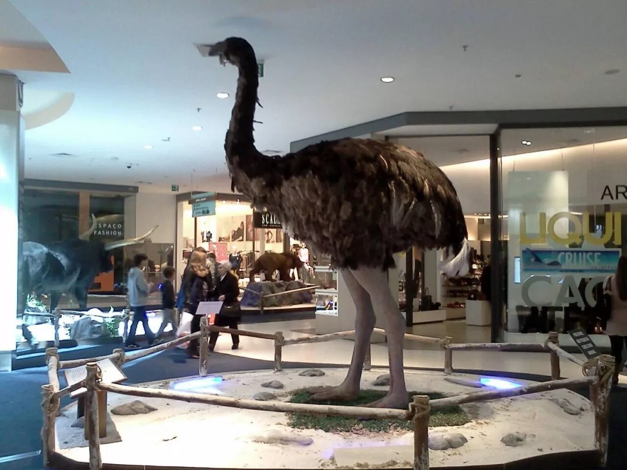 Самый крупный страус. Птица МОА новая Зеландия. Эпиорнис мадагаскарский. МОА вымершая птица. Страус МОА.