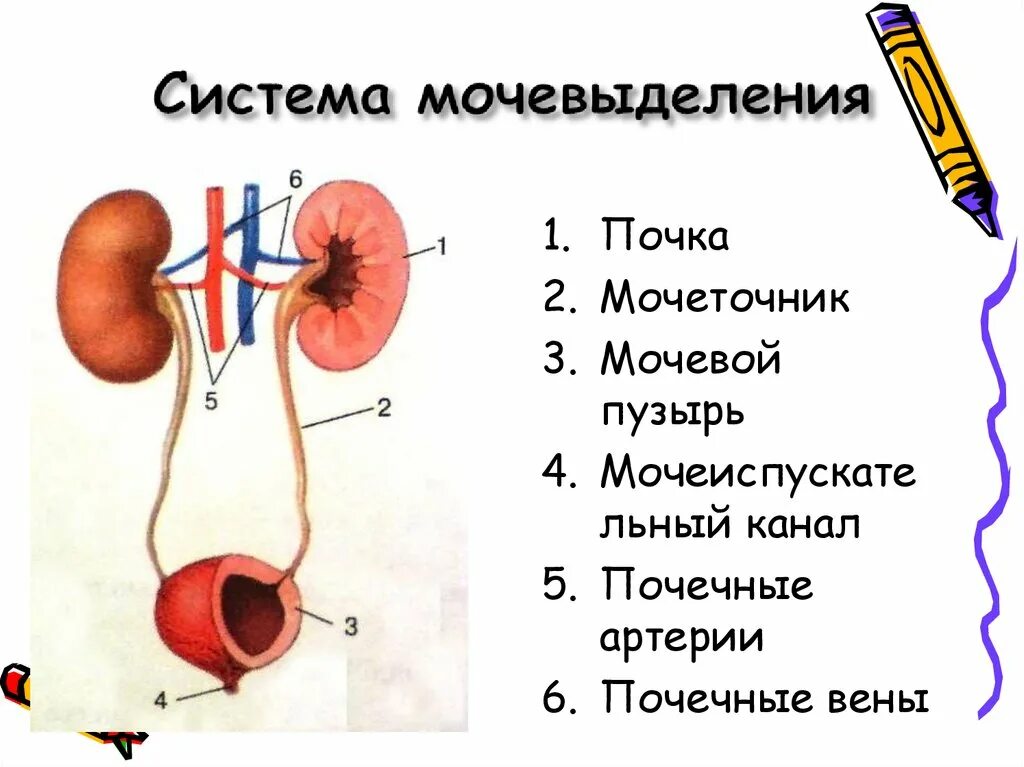 Строение и функции мочевыделительной системы тест. Мочевыделительная система схема процесса. Этапы мочевыделения. Процесс мочеобразования и мочевыделения. Механизм мочеобразования и мочевыделения.