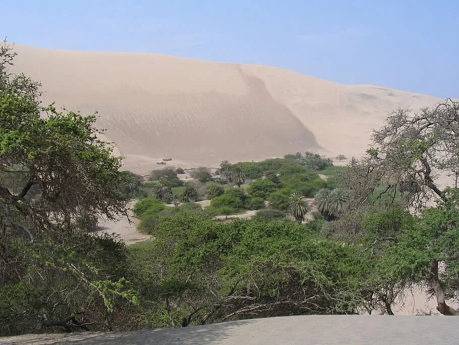 Деревья оазиса. Буркина Фасо природа. Буркина Фасо плато МОСИ. Пустыня Буркина Фасо. Буркина Фасо климат.