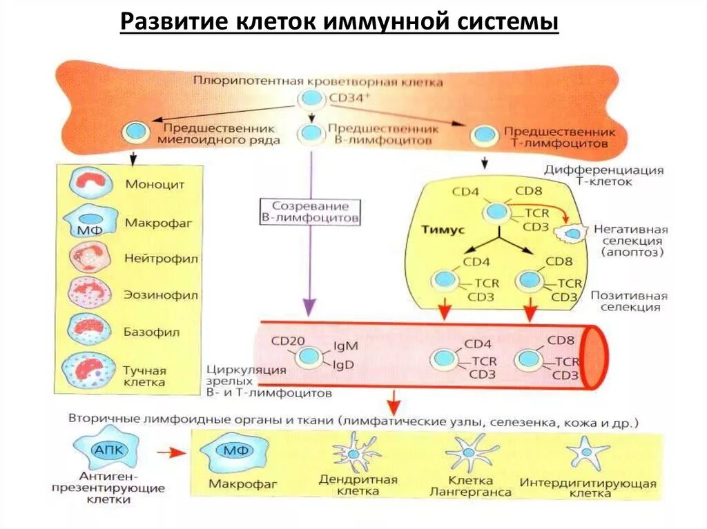 Тимофеев иммунный. Схема развития клеток иммунной системы. Схема дифференцировки клеток иммунной системы. Функции иммунной системы схема микробиология. Основные этапы развития клеточных элементов иммунной системы.