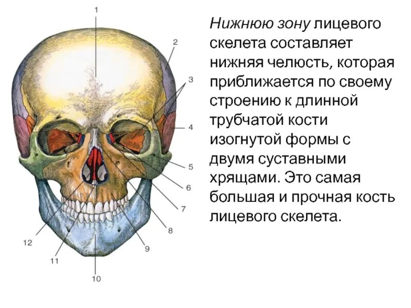 Отдел скелета челюсти. Верхняя челюсть кость черепа анатомия. Скуловая кость черепа анатомия. Нижняя челюсть кость черепа анатомия. Швы костей черепа анатомия.