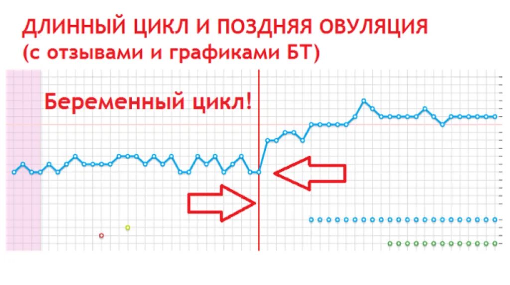 Поздняя овуляция длинный цикл. Цикл при поздней овуляции. Овуляция при длинном цикле. Цикл 26 дней овуляция. На какой день цикла бывает поздняя овуляция