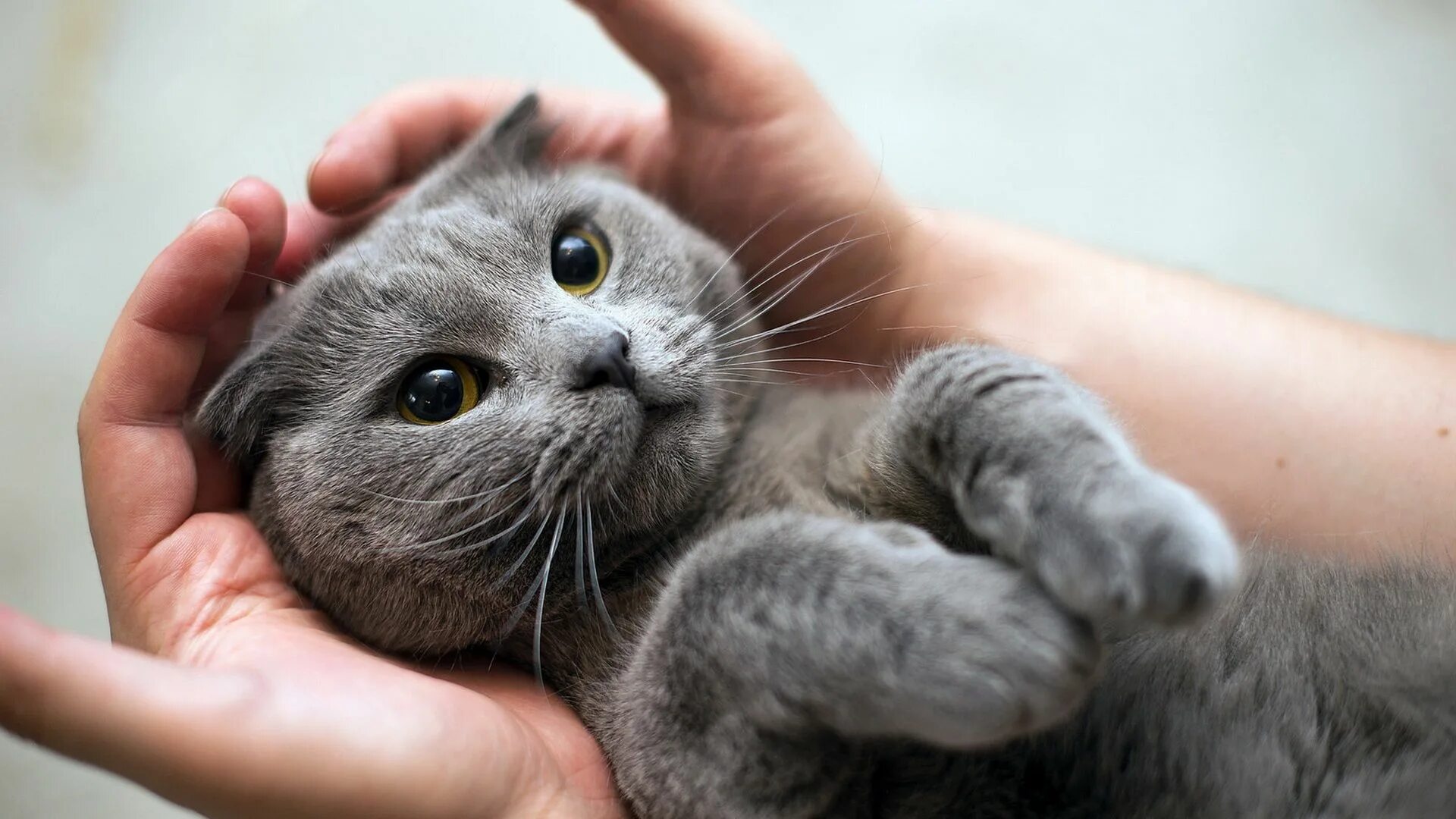 Что такое котик