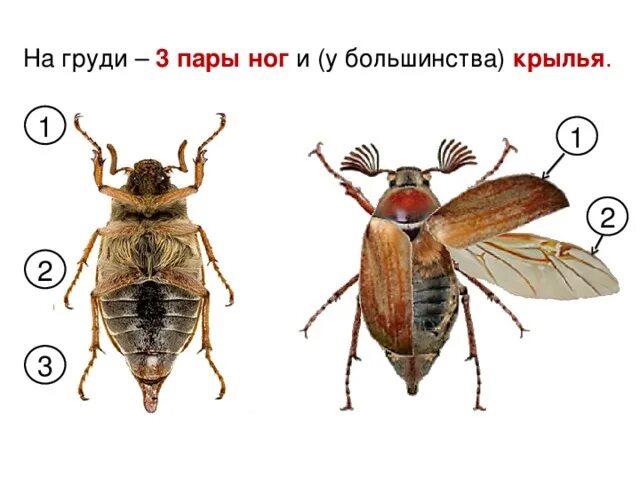 Три пары ног у. Внешнее строение насекомых. Брюшко майского жука строение. 3 Пары ног у насекомых. Внешнее строение жука.