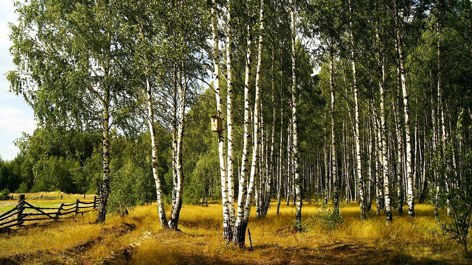 Есенинская русь три березы. Природа нашей родины. Река тулва. Тайны родного края. Река тулва осень.