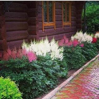 Что можно посадить у забора