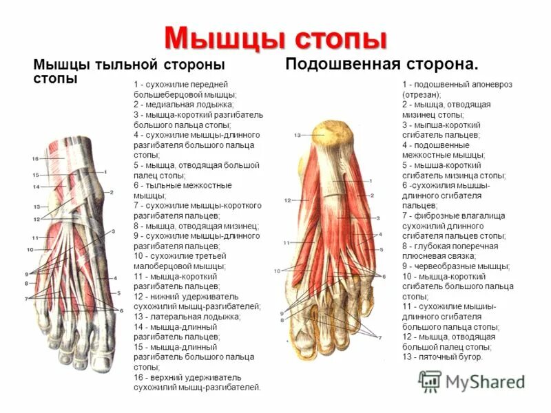 Удерживатель сухожилий стопы. Разгибатель мизинца стопы анатомия. Удерживатель сухожилий стопы. Длинный разгибатель 1 пальца стопы анатомия. Связки большого пальца стопы.