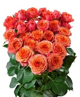 Star roses