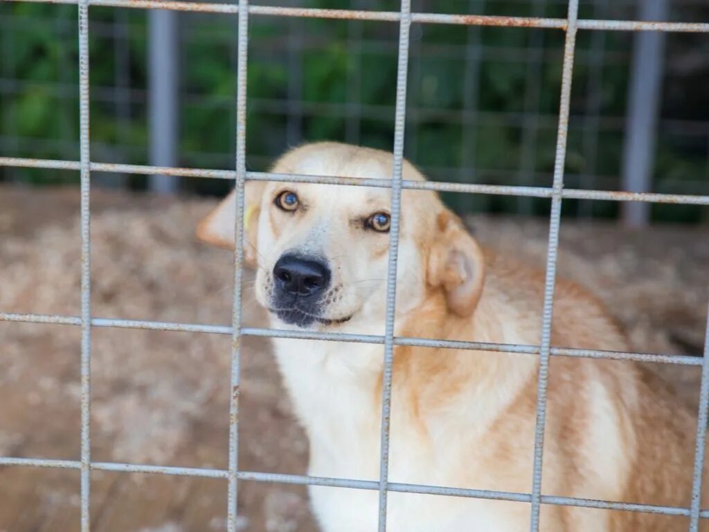 Приют для собак в брянске. Приют для собак брянск. Брянский приют для собак. Приют для собак. Приюты брянск.