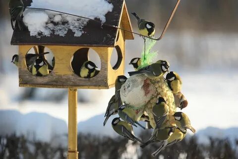 Зимующие птицы на кормушке