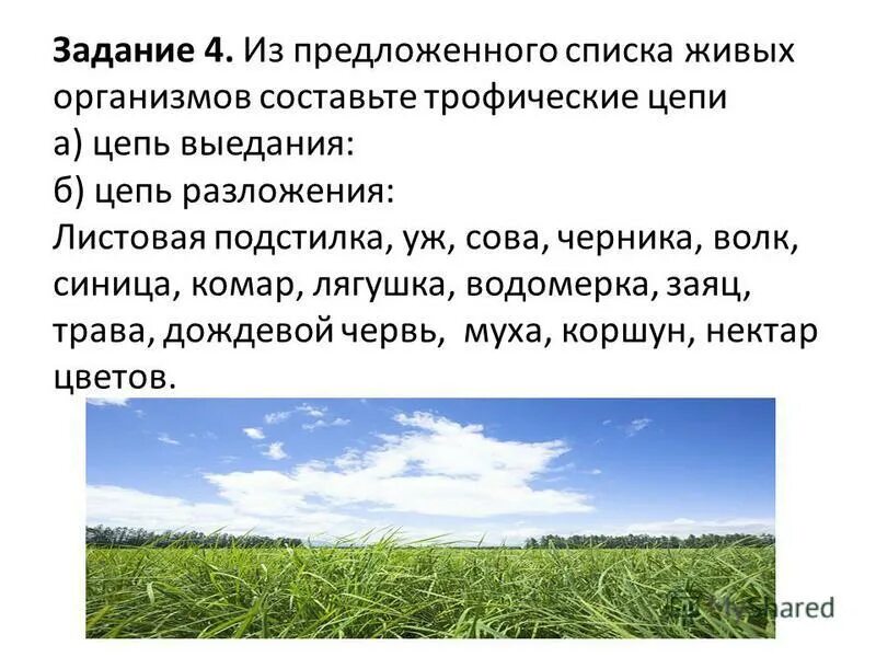 Трава ягодный кустарник муха синица. Из предложенного списка живых организмов. Пищевая сеть питания. Составление пищевых цепей (схем передачи вещества и энергии). Составление схем передачи веществ и энергии цепей питания.