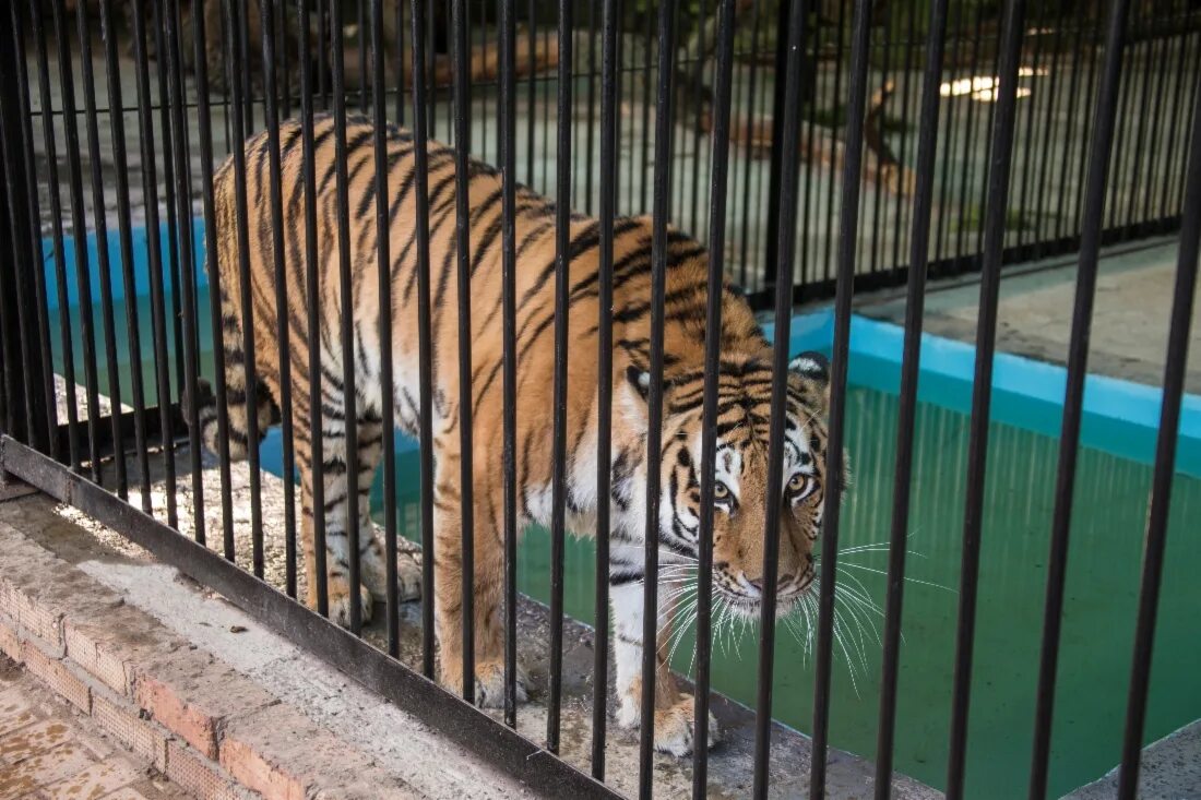 Животные в вольерах в зоопарке. Ягуар роев ручей. Животные в вольерах в зоопарке. Зоопарк попова воронеж. Парк зоопарк воронеж.