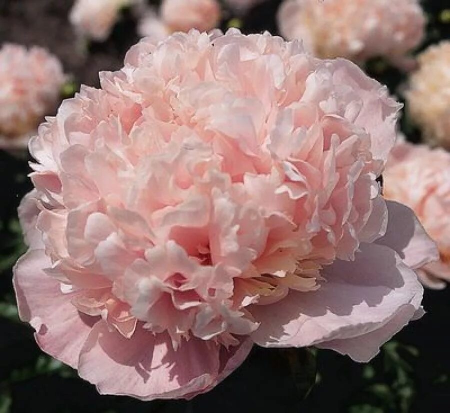 Sweet peony. Пион Martha Bulloch. Пион Эденс Парфюм. Sweet Sixteen пион. Пион Свит 16.