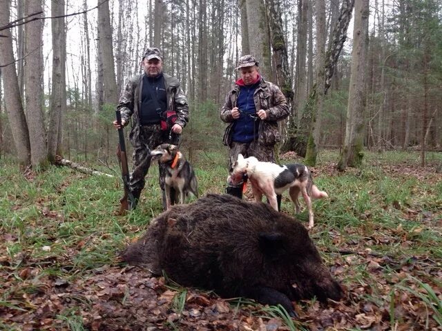 Калужское охотхозяйство. Калужское охотхозяйство. Охотхозяйство в смоленской области. Калужское охотхозяйство. Охотничье хозяйство смоленск каспля.