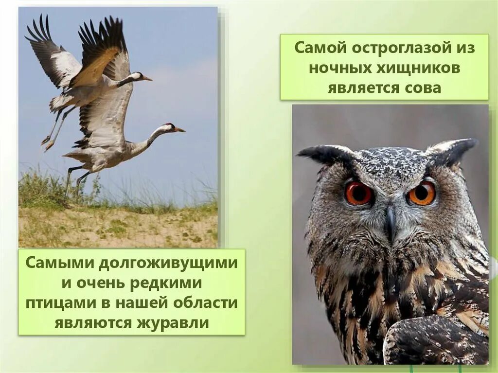 Какие животные занесены в красную книгу кузбасса. Красная книга кузбасса птицы. животные красной книги кемеровской области. животные из красной книги кузбасса. птицы кемеровской области занесенные в красную книгу.