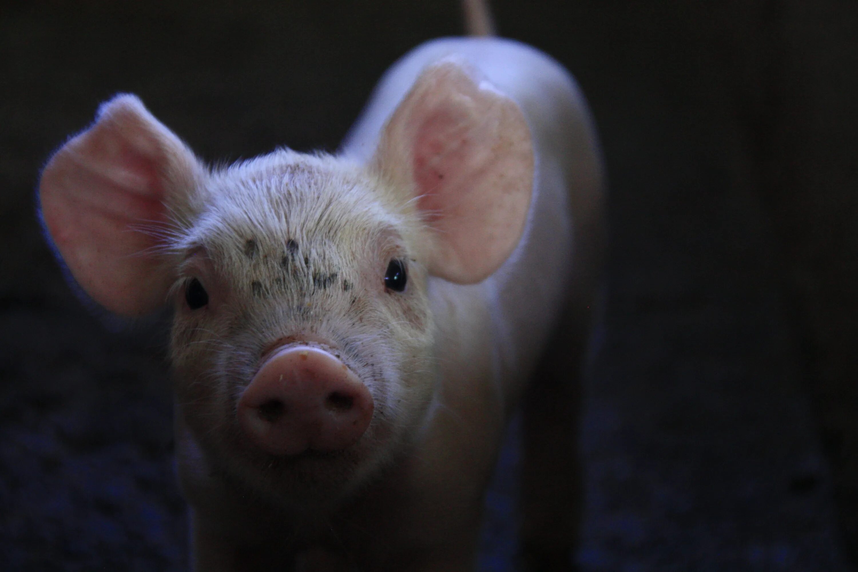 Pig looking