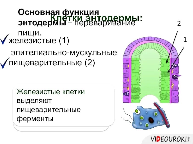 Какую функцию выполняет пищеварительная клетка