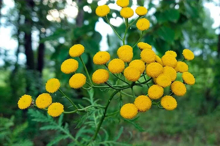 Пижма. Пижма трава. Пижма Tanacetum vulgare. Пижма обыкновенная (Tanacetum vulgare).