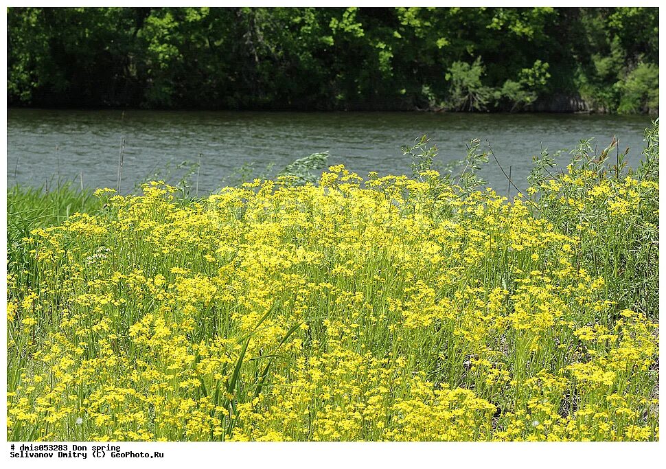 купальница луговая. калужница болотная. желтые цветы на берегах. калужница лесная огоньки. эшшольция белая.