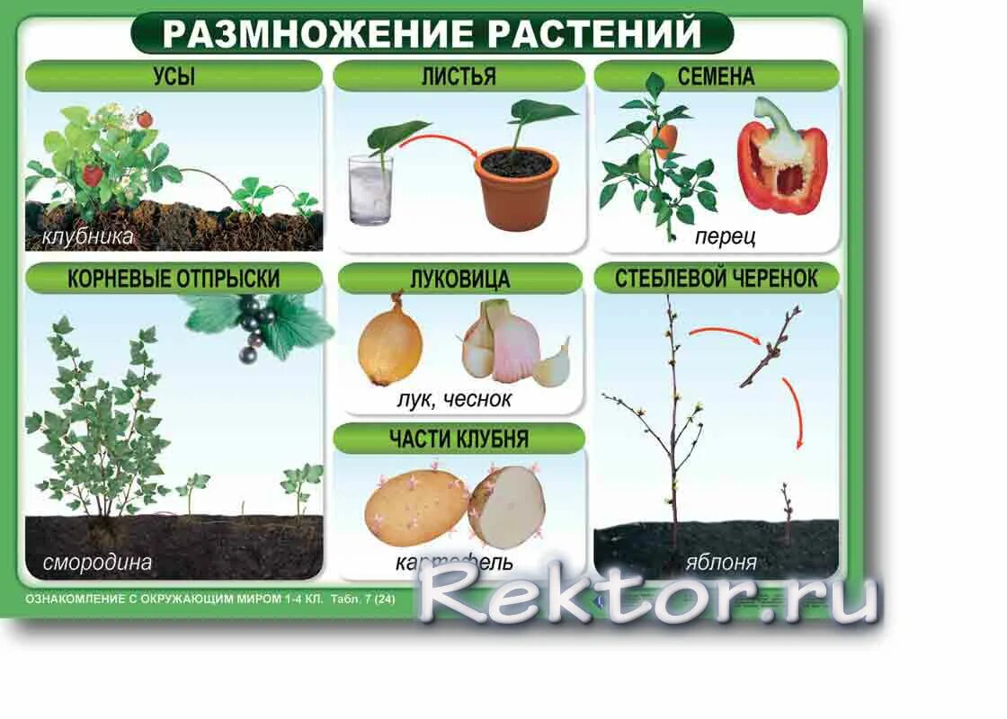 Купить таблицы ознакомление с окружающим миром. (комплект 24 таблицы) по выгодно