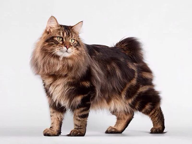 Bob tail