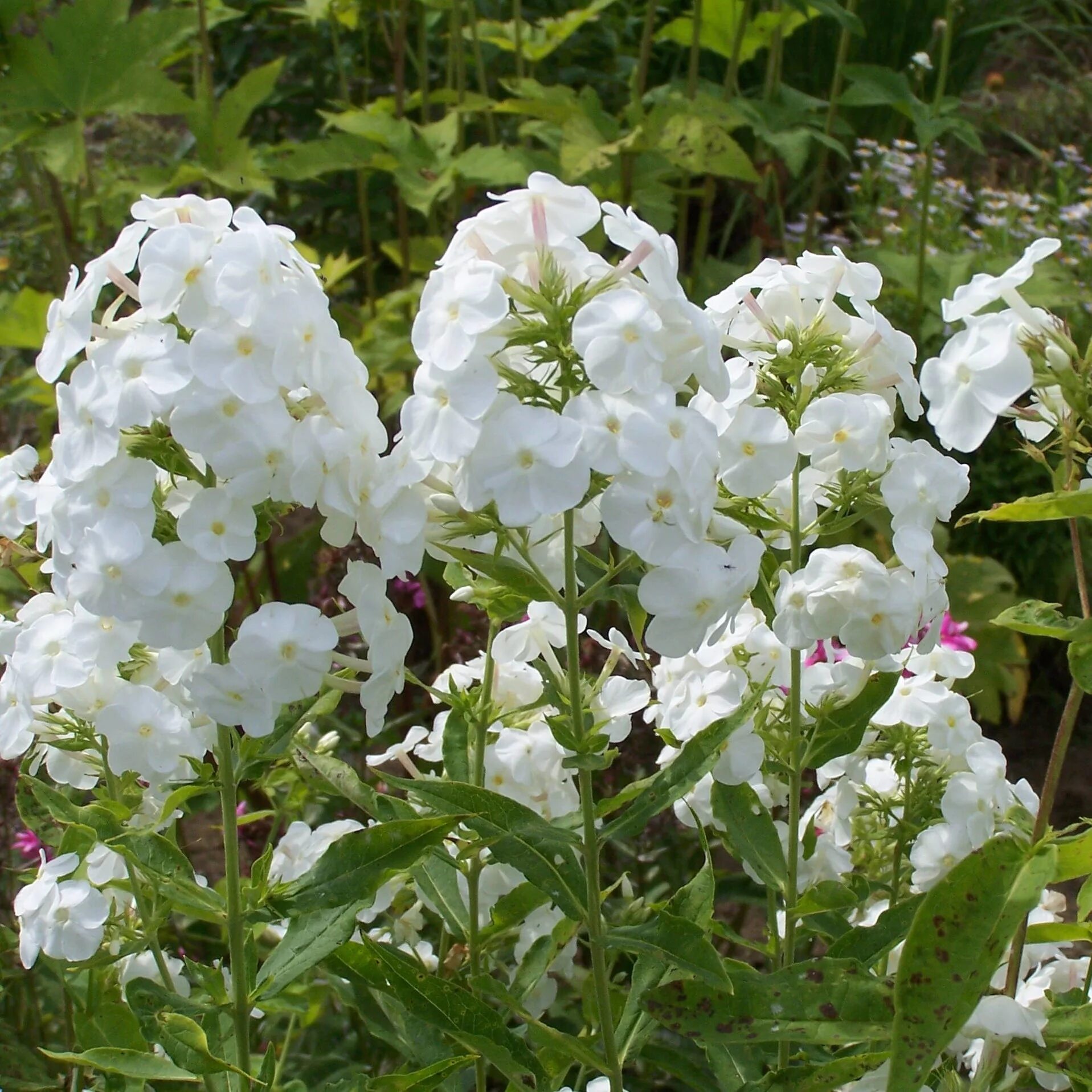 Флоксы корневища. Флокс метельчатый White Admiral. Флокс метельчатый Вайт. Флокс метельчатый Вайт Адмирал. Флокс белый Адмирал.