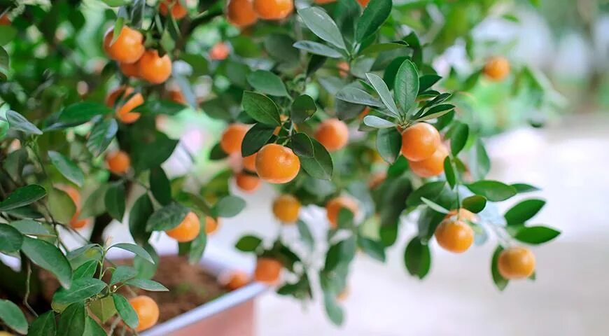 Фрукт цитрус кумкват. Кумкват мейва. Косточки кумквата. Кумкват обовата. Кумкват росток.