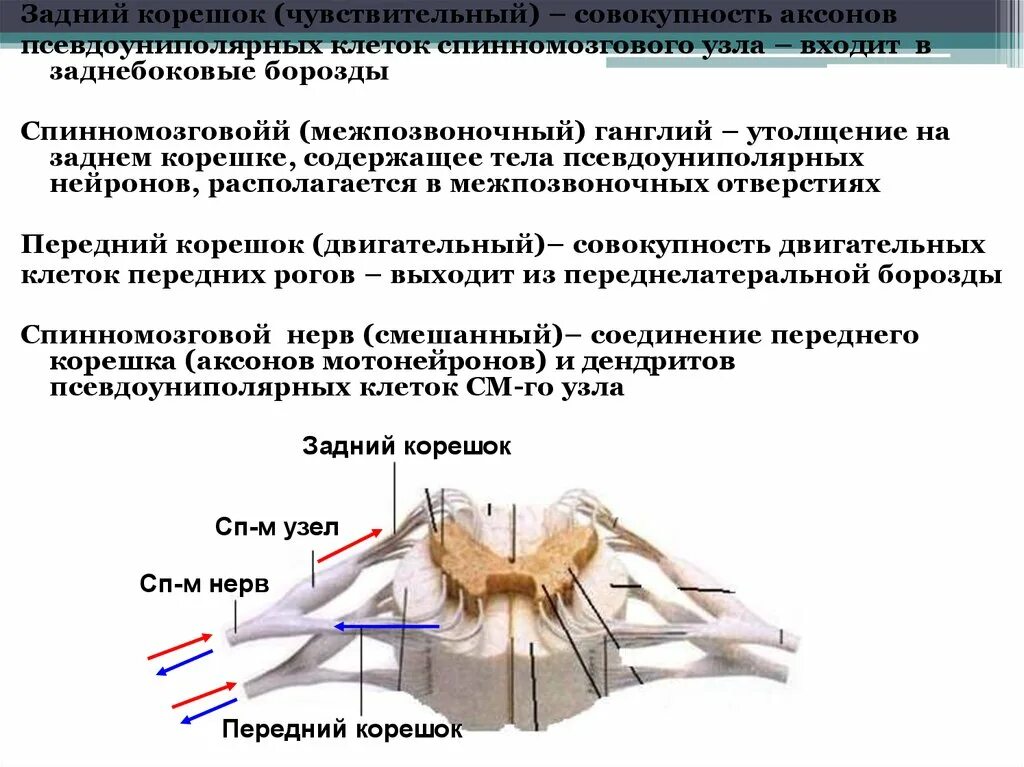 Спинномозговой чувствительный узел