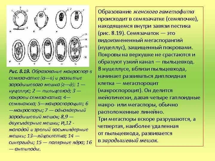 Образование гаплоидной макроспоры мейоз образование восьмиядерного. Развитие женского гаметофита у покрытосеменных. мужской гаметофит цветковых растений. формирование женского гаметофита у цветковых растений. образование женского гаметофита у покрытосеменных.