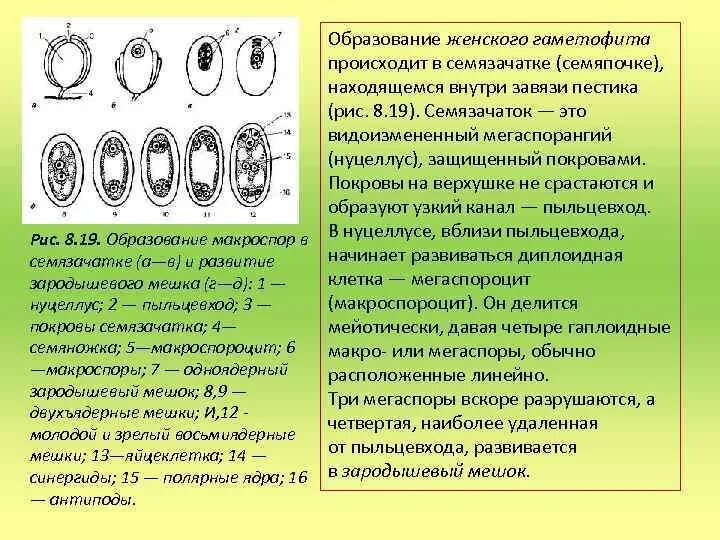 Развитие женского гаметофита у покрытосеменных. Мужской гаметофит цветковых растений. Формирование женского гаметофита у цветковых растений. Образование женского гаметофита у покрытосеменных. Макроспора образуется в результате