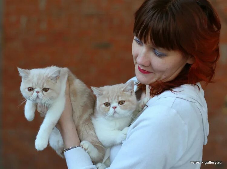 Кошка в Ижевске. Авито Ижевск котята. Самара Ижевск кошки. Купить котёнка в Ижевске. Котята ижевск в добрые