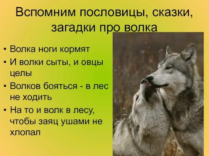 Пословицы про волка. Пословицы и поговорки про волка. Пословицы про Волков. Поговорки про волка для детей.