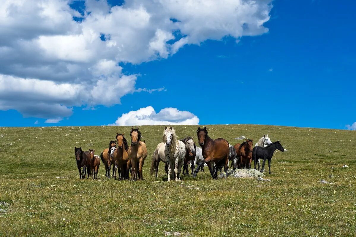 Стая лошадей. Стадо лошадей. Табун лошадей. Стадо лошадей. Лошадь в поле.