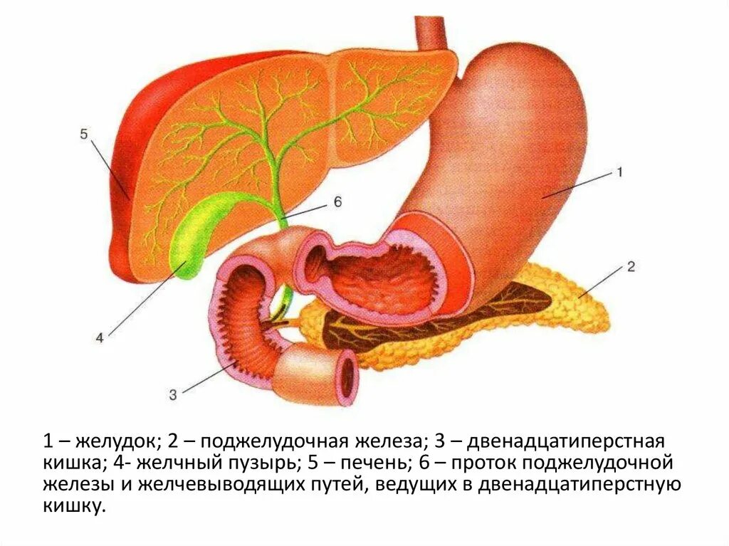 Как проверить 12 перстную. Как проверить 12 перстную