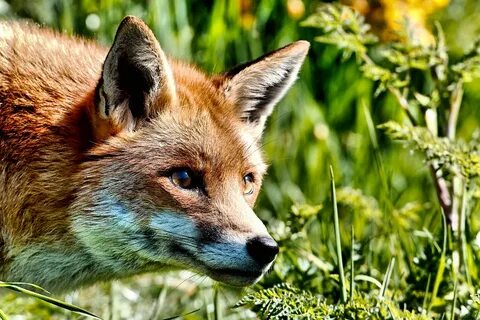 Fox in forest