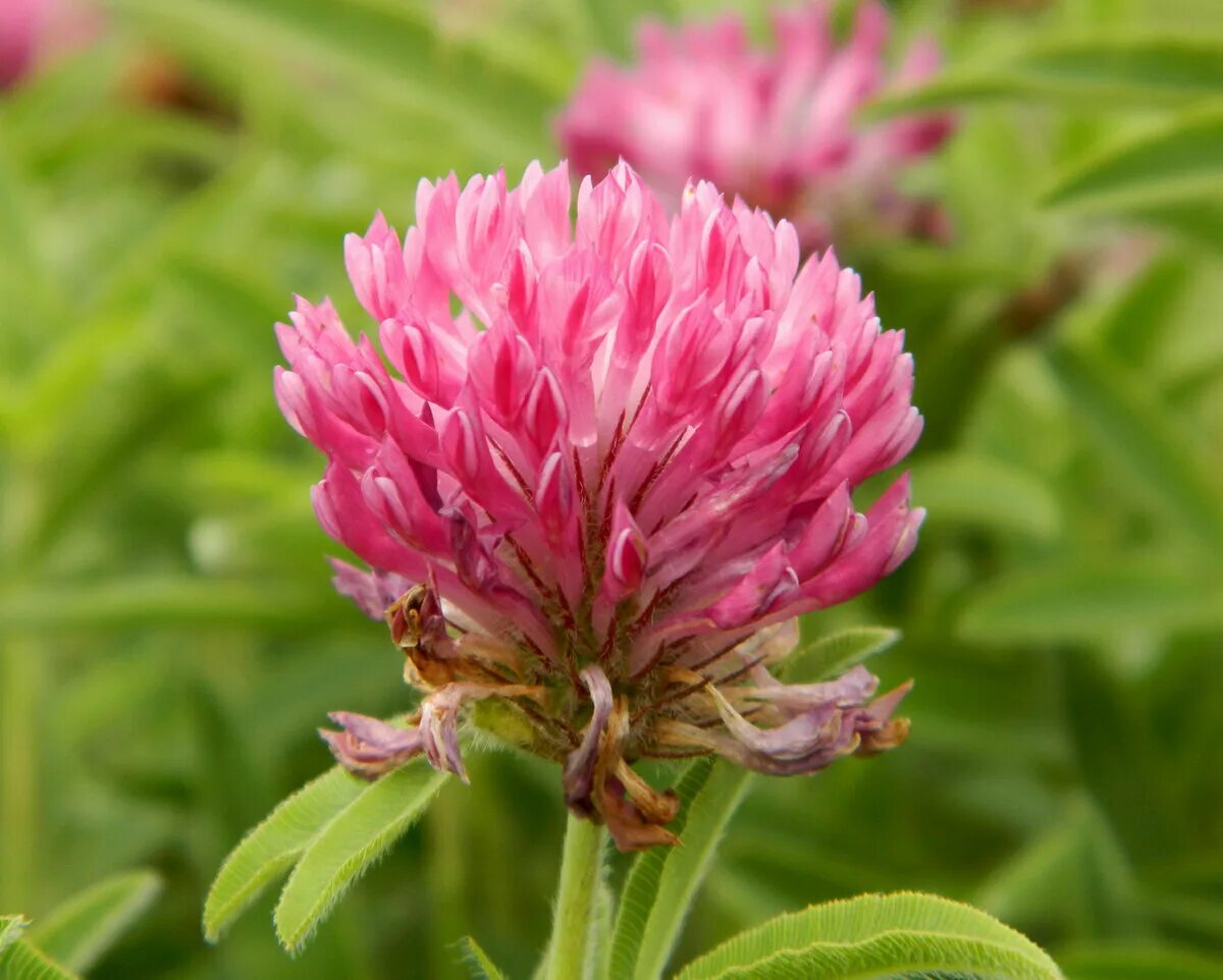 Trifolium montanum - Image of an specimen - Plantarium