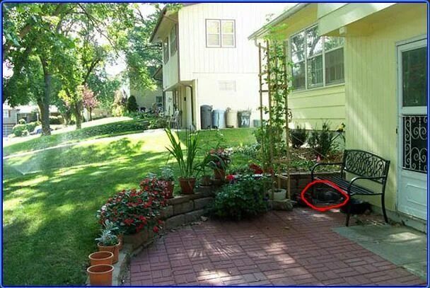 Найди кота доп. Найди кота 3. Игра где спрятался кот. Dop 2 528. Найди кота беседка с песиком.