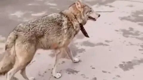 В другом законе сказано поймавший волка получает