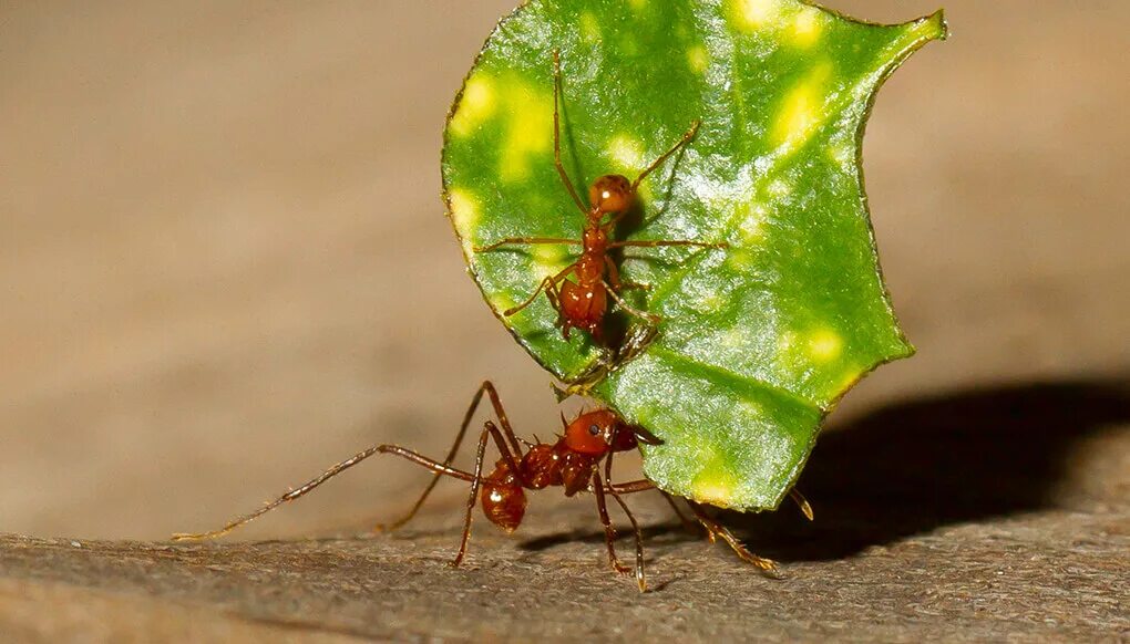 Use ant