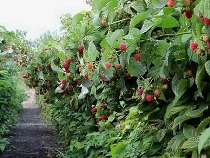 Особенности выращивания малины
