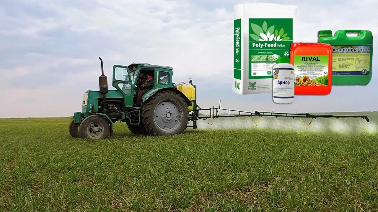 Подкормка пшеницы. Опрыскивание пшеницы. Опрыскиватель в поле. Подкормка карбамидом яровой пшеницы. Подкормка пшеницы.