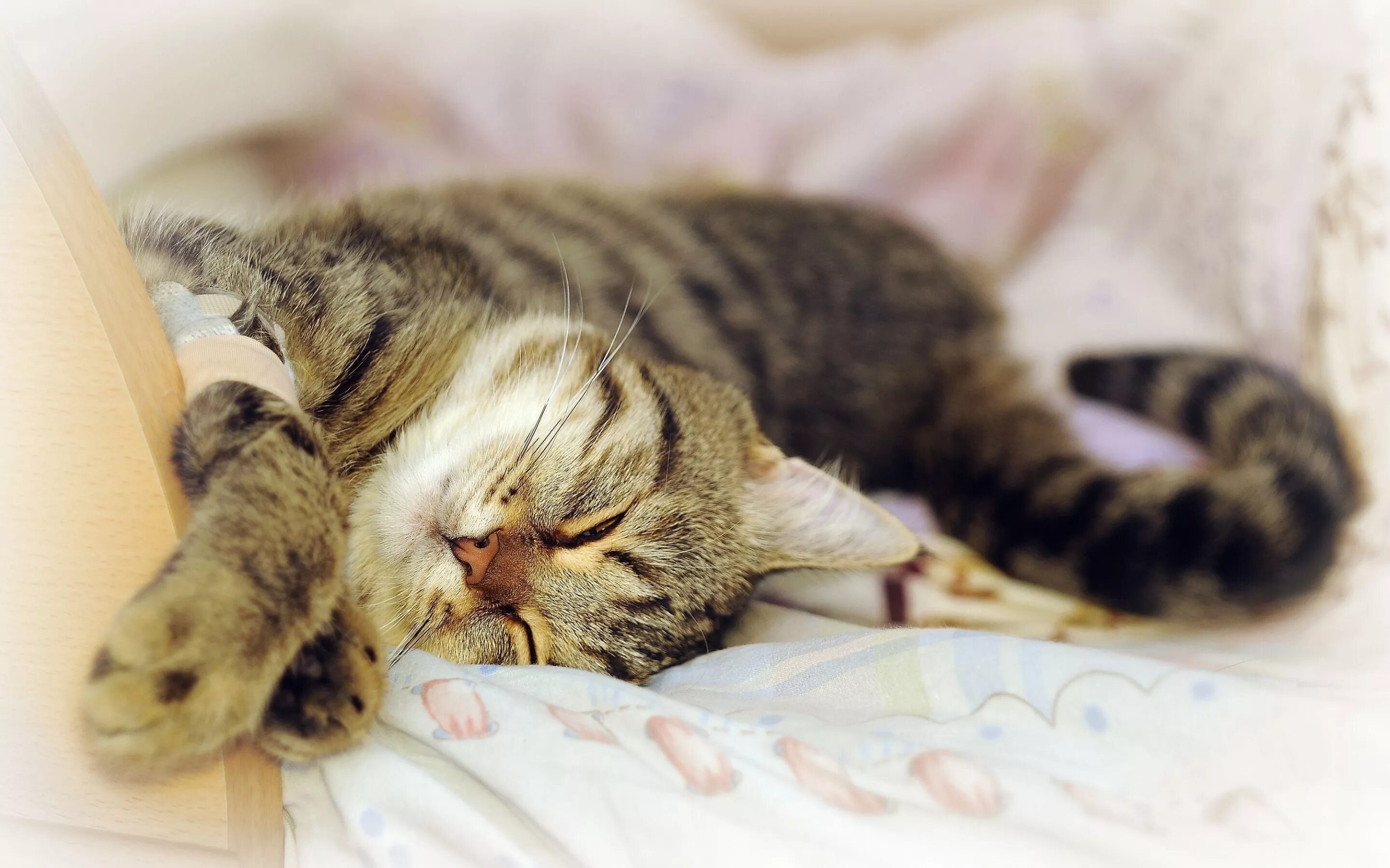 Почему кот сопит во сне. Спящий кот. спящие коты. котенок в кровати. довольная кошка.