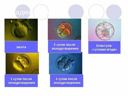 Отзывы после инсеминации