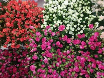 Krasa rosa mix