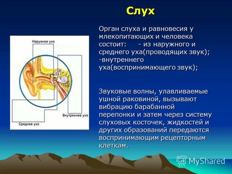 Строение слухового анализатора анатомия. Органы слуха собаки анатомия. Млекопитающие слух. Млекопитающие слух. Строение уха животных.
